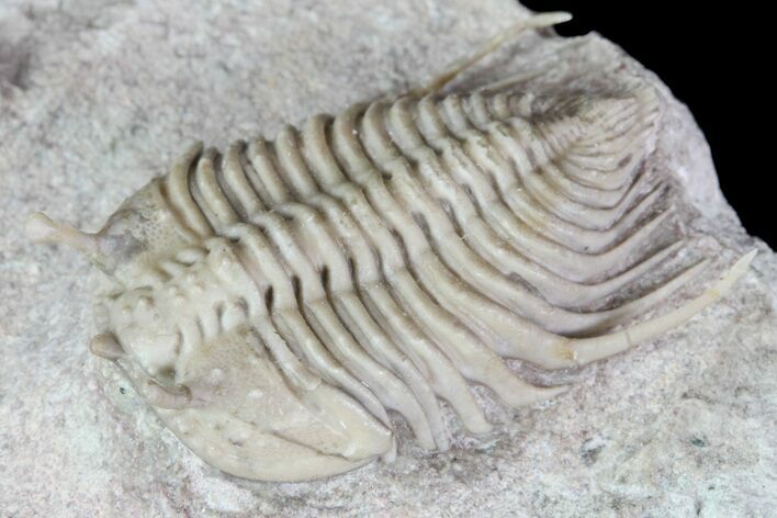 Elegant, Stalk-Eyed Cybele Trilobite - Russia #85399